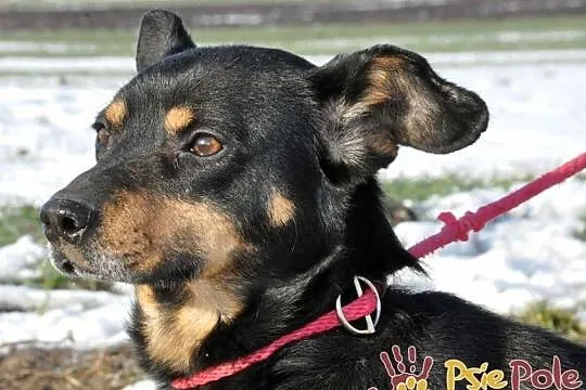 PIKUŚ-niewielki bardzo przyjazny młody psiak-szuka domu po śmierci właściciela, Małopolskie, Kraków
