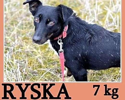 7 kg, 1 rok, jamnik mix,delikatna,łagodna suczka R