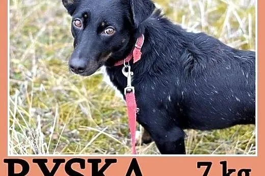 7 kg, 1 rok, jamnik mix,delikatna,łagodna suczka R