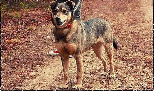 KLUSECZKA - cudowna sunia do adopcji!, podlaskie