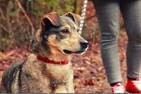KLUSECZKA - cudowna sunia do adopcji!,  podlaskie 