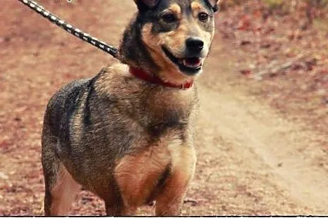 KLUSECZKA - cudowna sunia do adopcji!,  podlaskie 