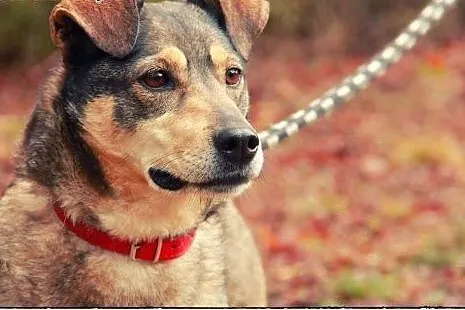 KLUSECZKA - cudowna sunia do adopcji!,  podlaskie 