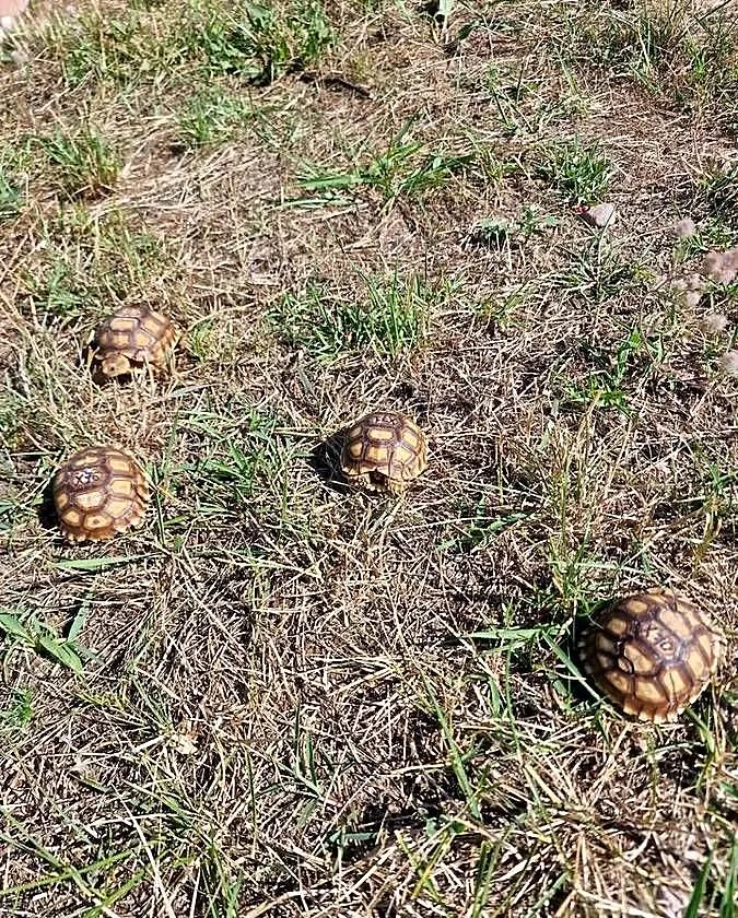 Żółw pustynny własna hodowla (2024), Wielkopolskie, Ostrów Wielkopolski