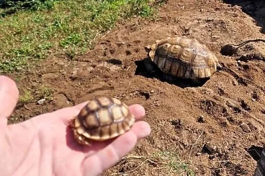 Żółw pustynny własna hodowla (2024), Wielkopolskie, Ostrów Wielkopolski