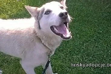 Roki- młody i inteligentny mix husky do adopcji,  