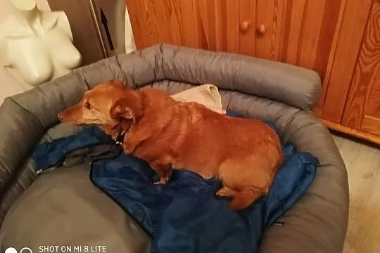 Majka mała sunia jak jamnik do oddania za damro, Mazowieckie, Otwock