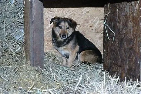 Naj - młoda, krótkowłosa suczka po sterylizacji,  