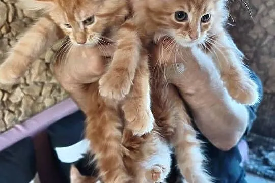 Śliczne kotki rasy Maine coon z rodowodem