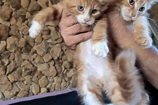 Śliczne kotki rasy Maine coon z rodowodem, Świętokrzyskie, Prawęcin