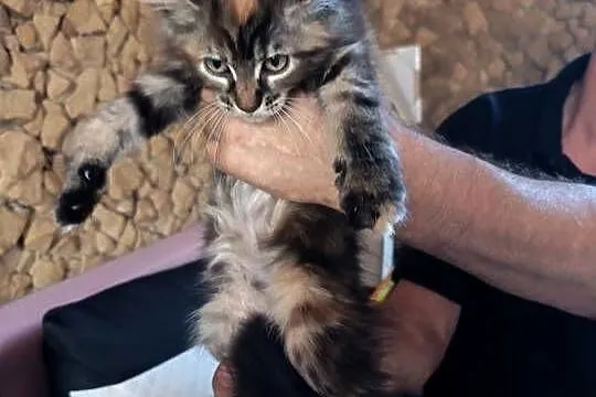 Śliczne kotki rasy Maine coon z rodowodem, Świętokrzyskie, Prawęcin