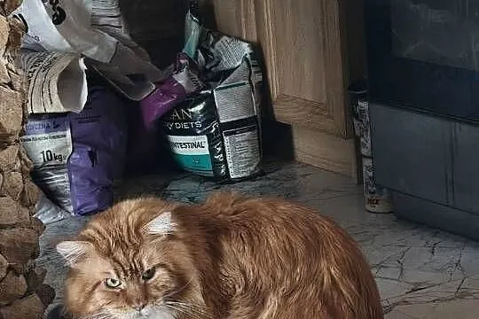 Śliczne kotki rasy Maine coon z rodowodem, Świętokrzyskie, Prawęcin