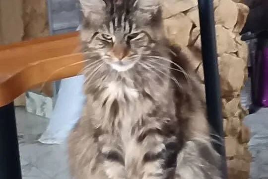 Śliczne kotki rasy Maine coon z rodowodem, Świętokrzyskie, Prawęcin