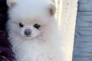 Szpic Miniaturowy Pomeranian