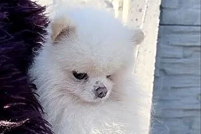 Szpic Miniaturowy Pomeranian, Mazowieckie, Warszawa