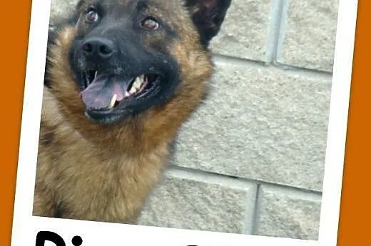 Szpic mix, średni,zrównoważony,łagodny,przyjazny p
