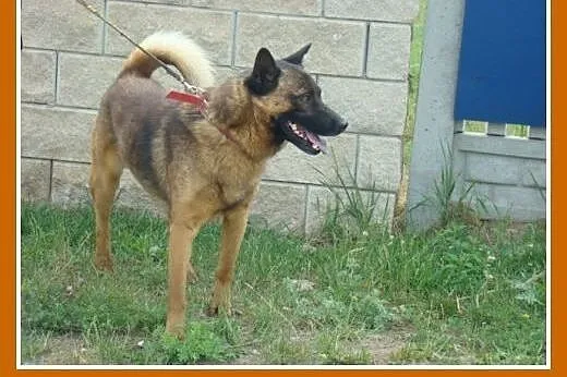 Szpic mix, średni,zrównoważony,łagodny,przyjazny p