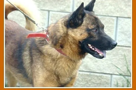 Szpic mix, średni,zrównoważony,łagodny,przyjazny p