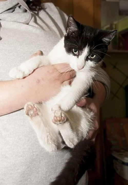 Cola - młodziutka kotka do adopcji!, dolnośląskie