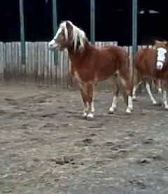 Kuc walisjki na sprzedaz ! Konik dla dziecka