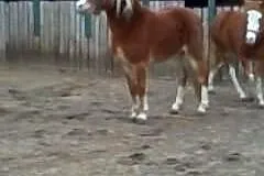 Kuc walisjki na sprzedaz ! Konik dla dziecka