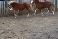 Kuc walisjki na sprzedaz ! Konik dla dziecka
