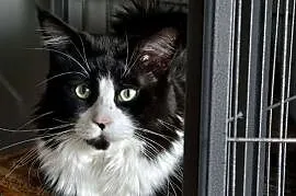 Maine Coon rodowód FPL do hodowli