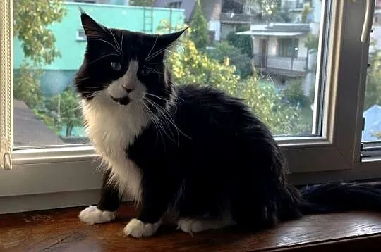 Maine Coon rodowód FPL do hodowli, Lubuskie, Bytom Odrzański