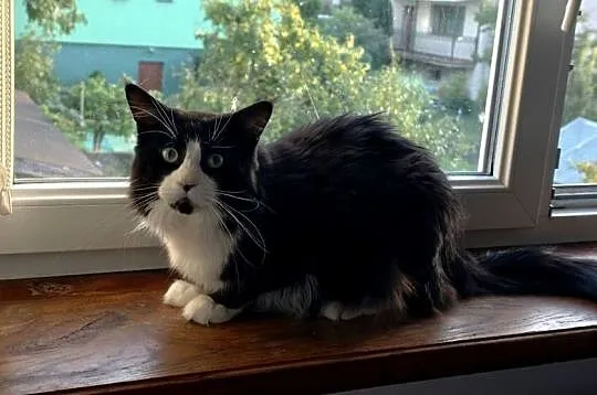 Maine Coon rodowód FPL do hodowli, Lubuskie, Bytom Odrzański