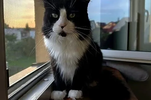 Maine Coon rodowód FPL do hodowli, Lubuskie, Bytom Odrzański