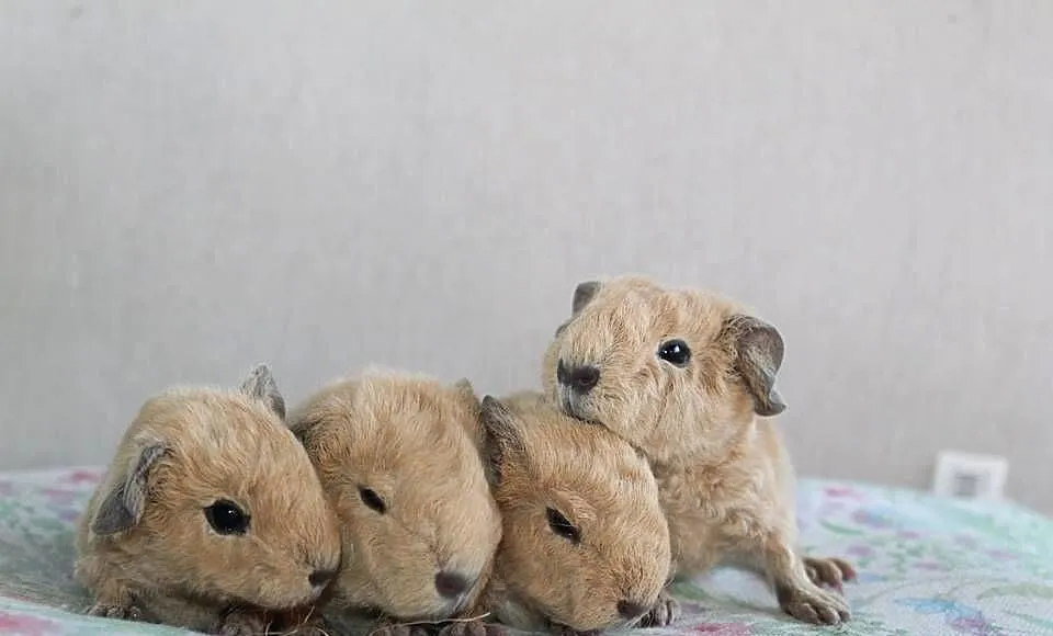 Świnki morskie US Teddy california, Wielkopolskie, Puszczykowo