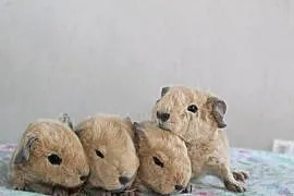 Świnki morskie US Teddy california