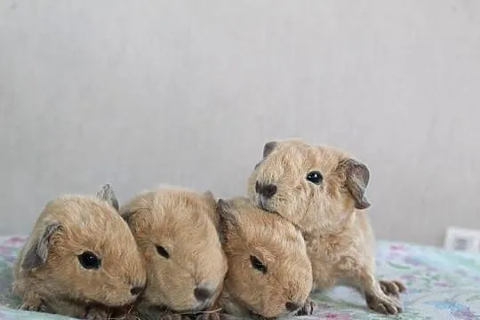 Świnki morskie US Teddy california, Wielkopolskie, Puszczykowo