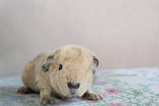 Świnki morskie US Teddy california, Wielkopolskie, Puszczykowo