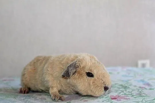 Świnki morskie US Teddy california, Wielkopolskie, Puszczykowo