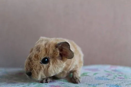 Świnki morskie US Teddy california, Wielkopolskie, Puszczykowo