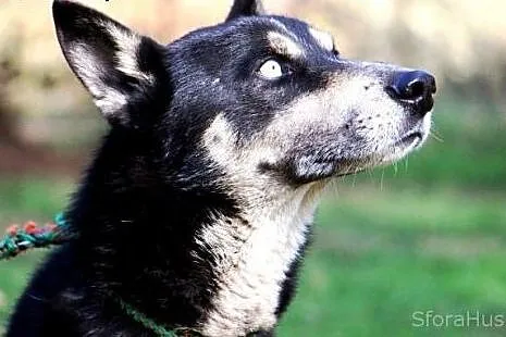 ROCKY zauważ mnie, adoptuj, pokochaj,  wielkopolskie Poznań