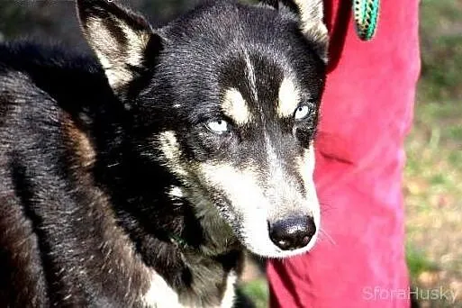 ROCKY zauważ mnie, adoptuj, pokochaj,  wielkopolsk
