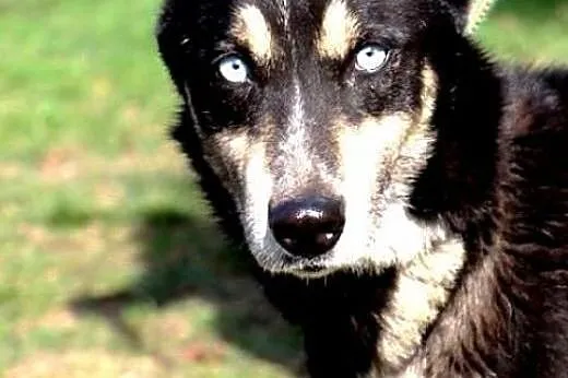 ROCKY zauważ mnie, adoptuj, pokochaj,  wielkopolsk