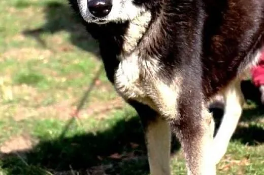 ROCKY zauważ mnie, adoptuj, pokochaj,  wielkopolsk