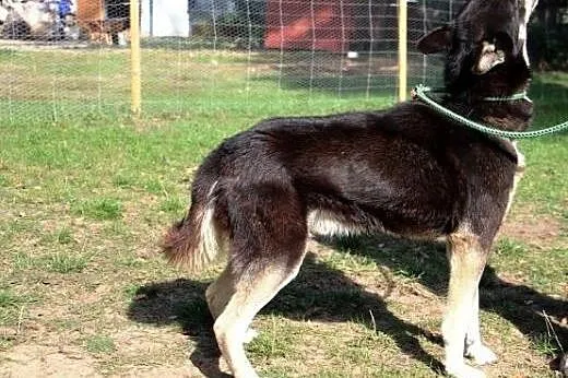 ROCKY zauważ mnie, adoptuj, pokochaj,  wielkopolsk