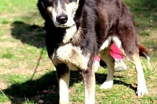 ROCKY zauważ mnie, adoptuj, pokochaj,  wielkopolsk