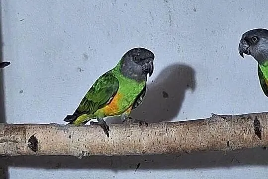 Sprzedam senegalkę afrykańska