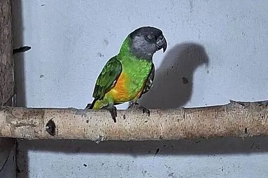 Sprzedam senegalkę afrykańska, Śląskie, Wodzisław Śląski