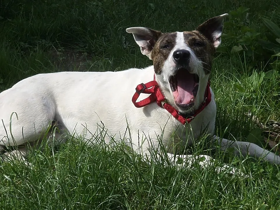 Świętokrzyskie, znaleziono przyjazną sunię! ADOPCJ