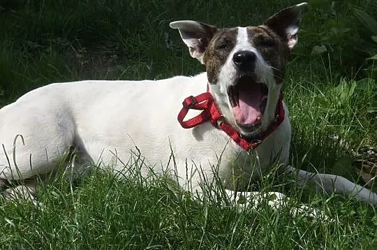 Świętokrzyskie, znaleziono przyjazną sunię! ADOPCJ