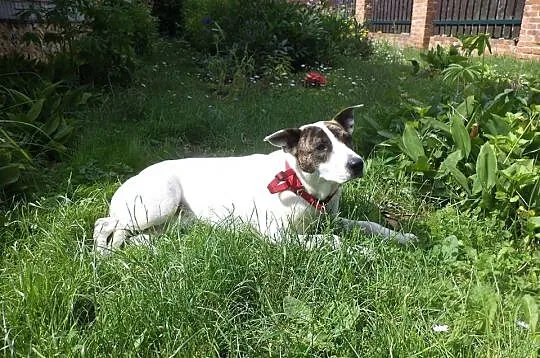 Świętokrzyskie, znaleziono przyjazną sunię! ADOPCJ