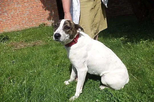 Świętokrzyskie, znaleziono przyjazną sunię! ADOPCJ