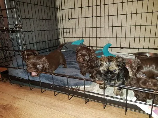 Szczenięta Shih Tzu   WhatsApp +447506188115    Szczenięta Shih Tzu, , leeds