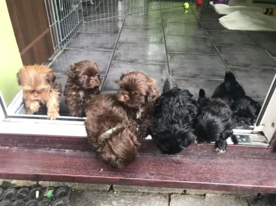 Szczenięta Shih Tzu   WhatsApp +447506188115    Szczenięta Shih Tzu, , leeds